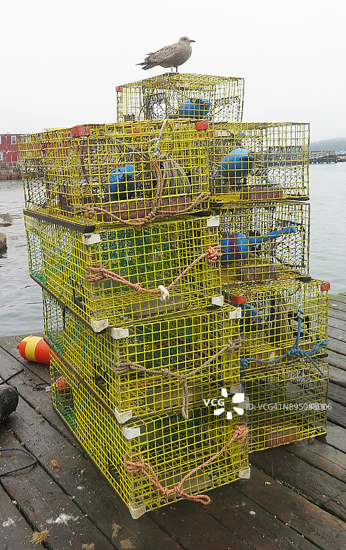 海鸥栖息在堆叠的龙虾陷阱上图片素材