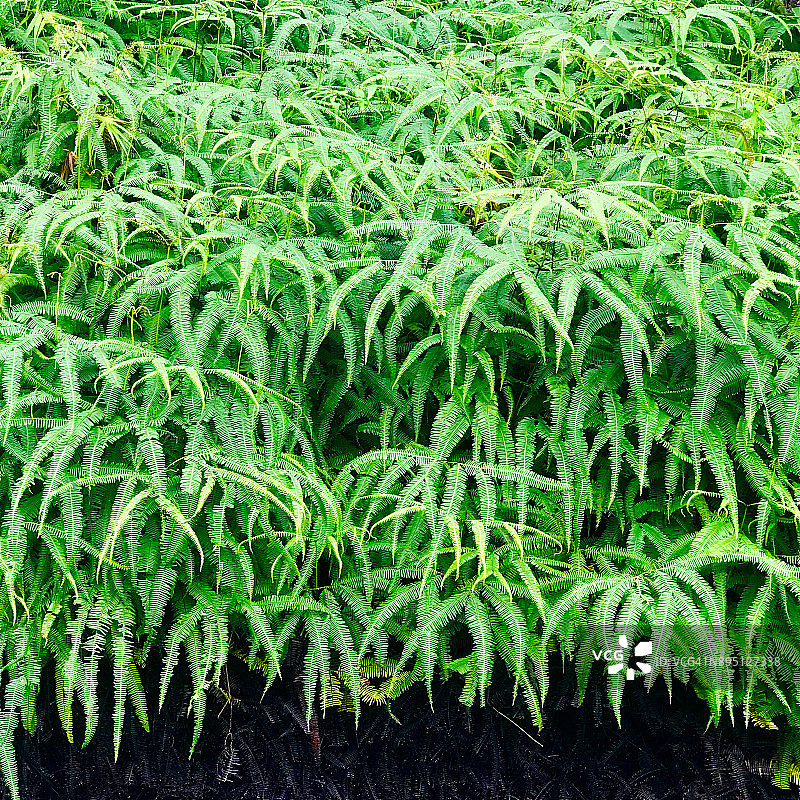 蕨类植物，牙买加蓝山图片素材