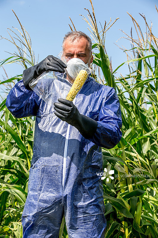 研究员采集玉米作物样本图片素材