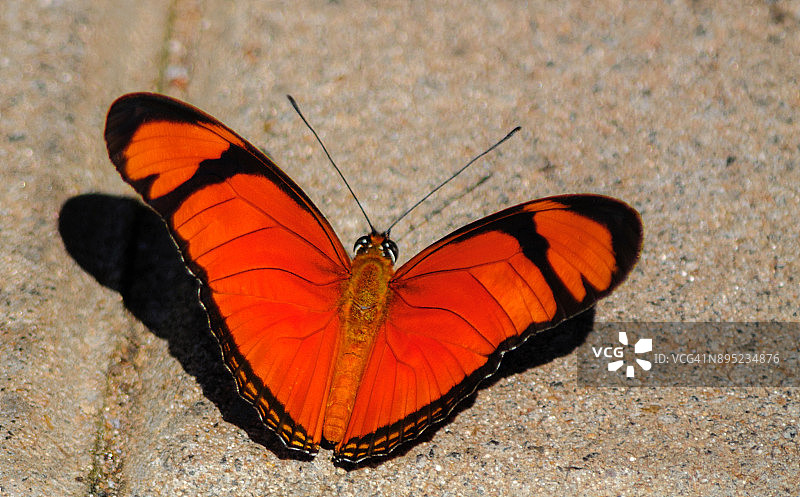 阳光下的橙色蝴蝶图片素材