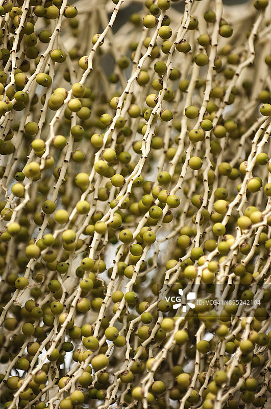 女王棕榈树上的幼果图片素材
