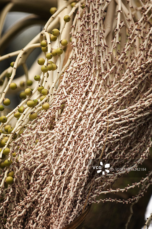 女王棕榈树上的幼果图片素材