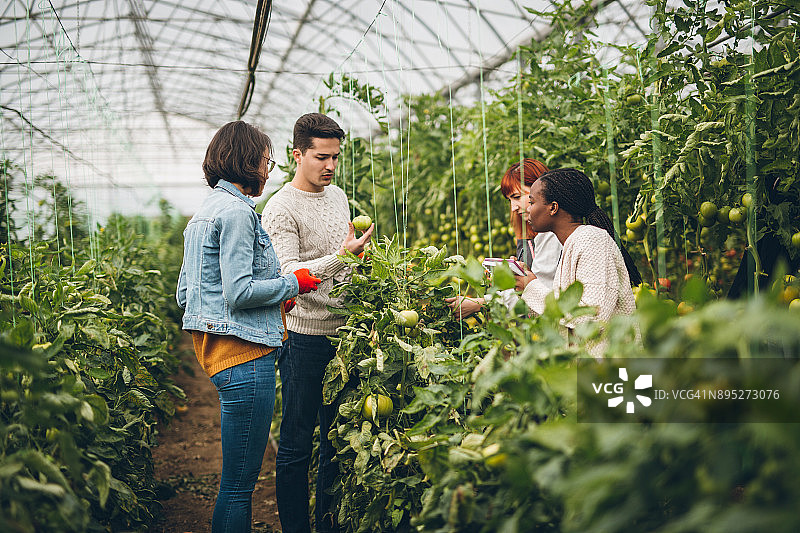 番茄丰收时节图片素材