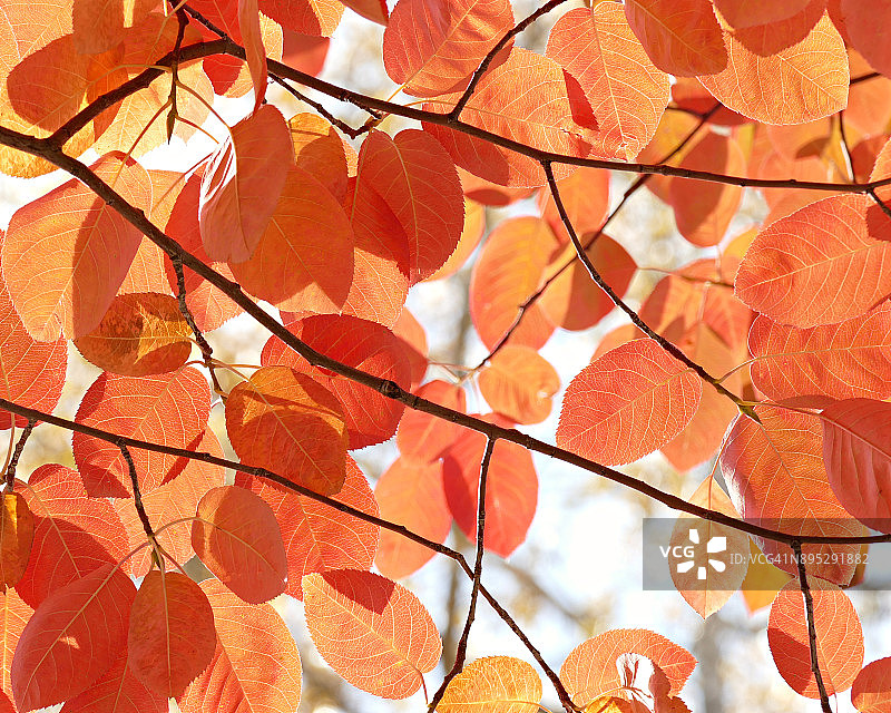 科罗拉多州哈德逊花园的秋色图片素材