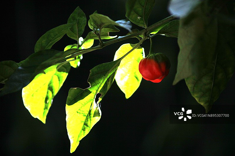 红色圆帽辣椒图片素材