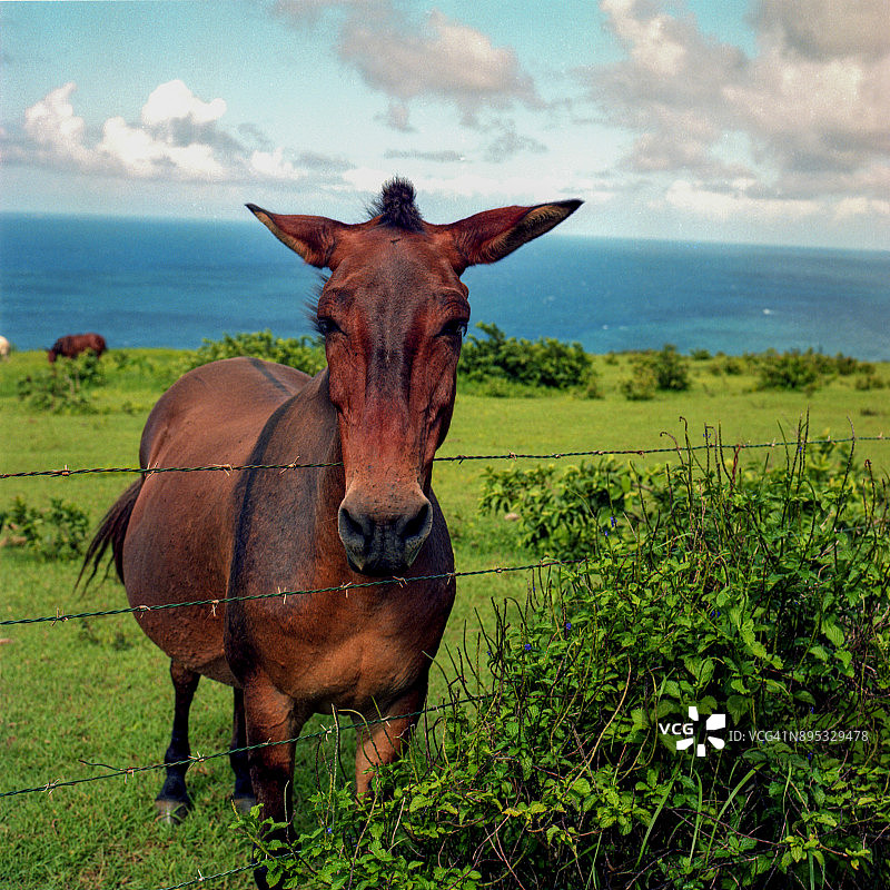 夏威夷主岛海洋上的骡子图片素材