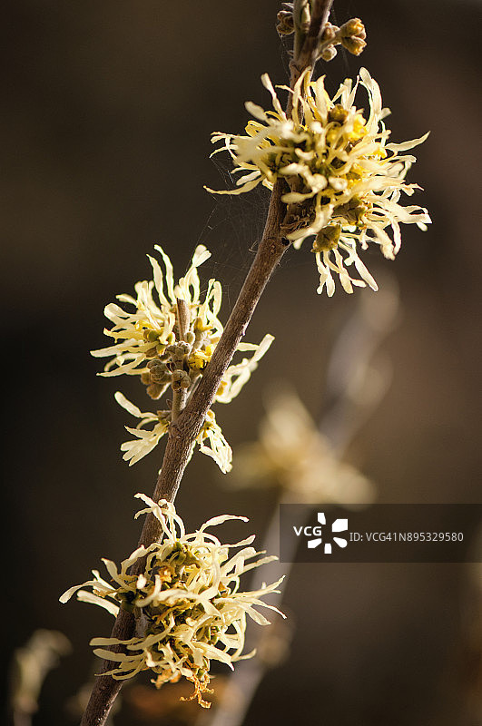 女巫榛树的淡黄色花朵图片素材
