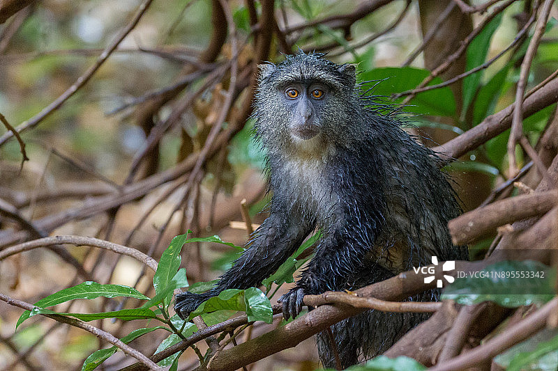 蓝色猴子图片素材