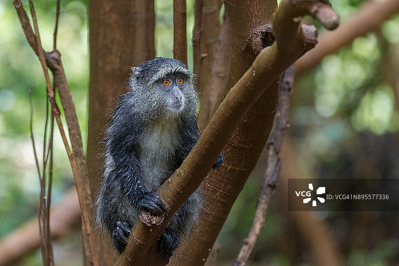 蓝色猴子图片素材