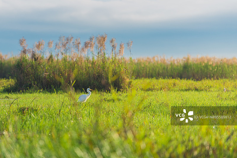 大白鹭图片素材