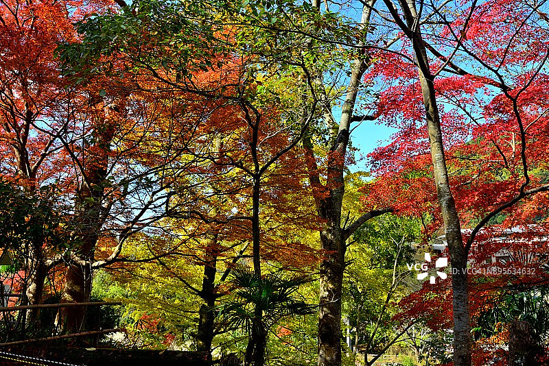 京都八濑的秋叶图片素材