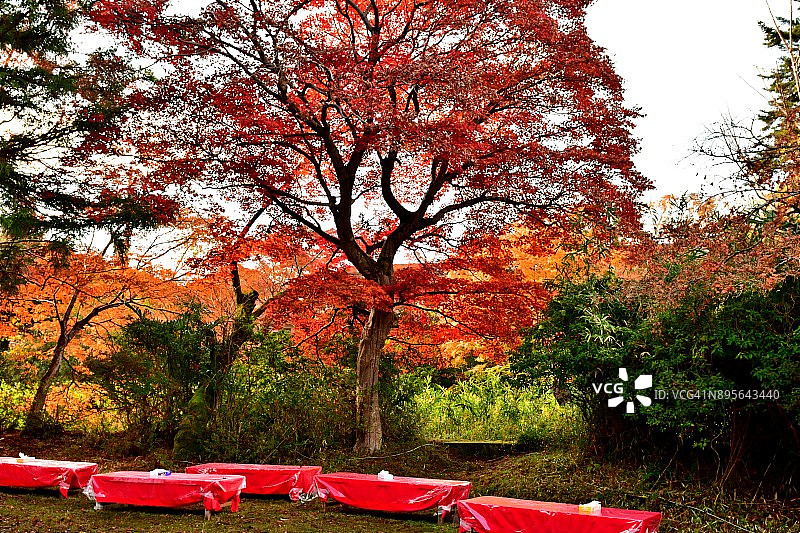 京都八濑的秋叶图片素材