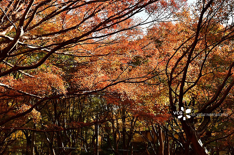 京都八濑的秋叶图片素材