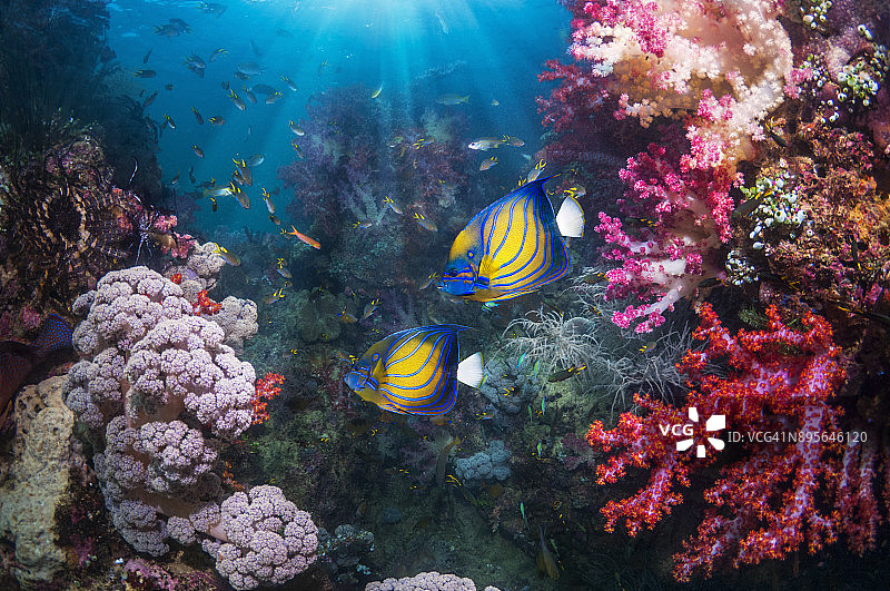 有神仙鱼的珊瑚礁场景图片素材