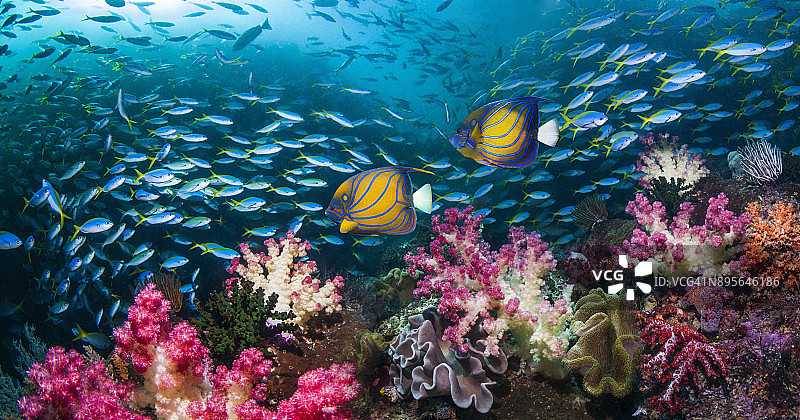 有热带鱼的珊瑚礁场景图片素材