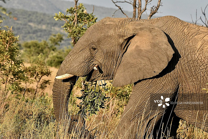 喂食大象2图片素材