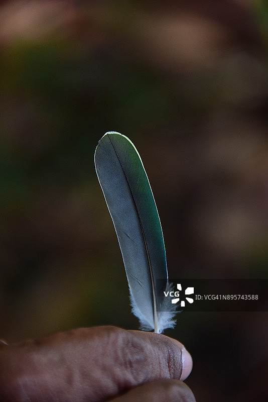 帕劳果鸠的羽毛图片素材