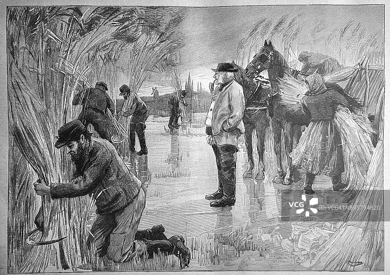 1896年土地所有者在田间监督甘蔗收割工作图片素材