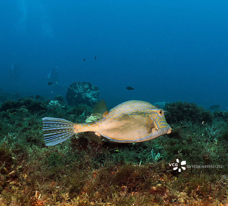 丝鲹涂鸦图片素材