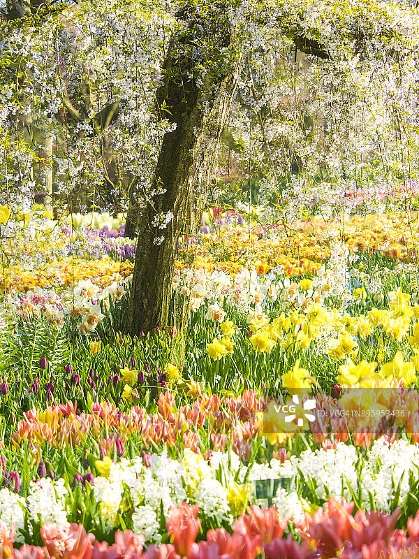 春天盛开的彩色花朵图片素材