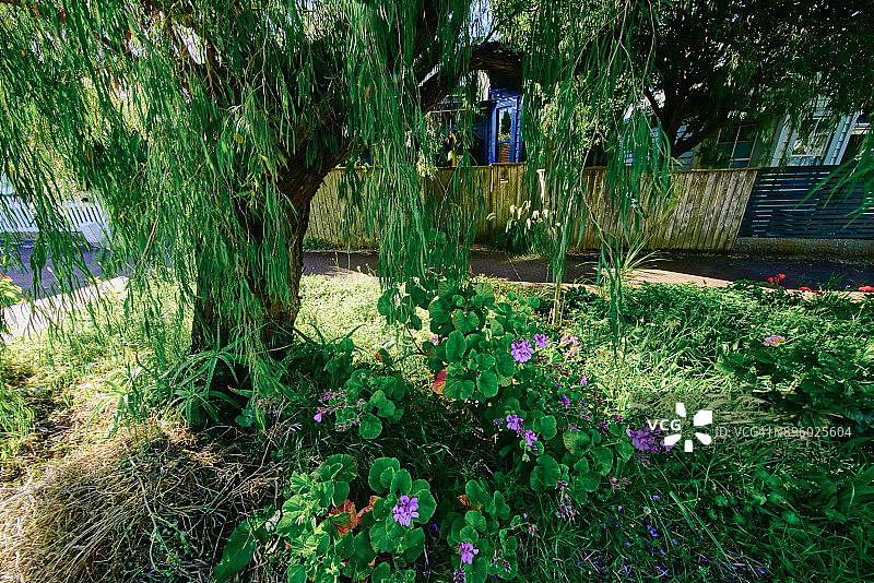 奥克兰中心区安静的住宅区街道图片素材