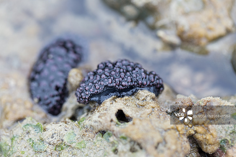 海蛞蝓是一种软体动物，是一种海洋腹足类软体动物。图片素材