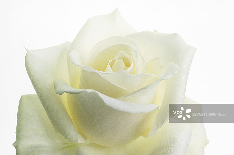 白玫瑰图片素材