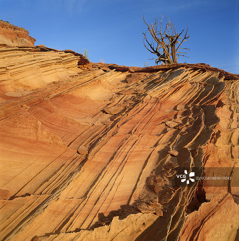 岩石山顶上的树图片素材