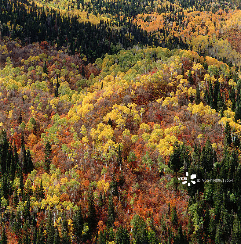 秋天的森林图片素材