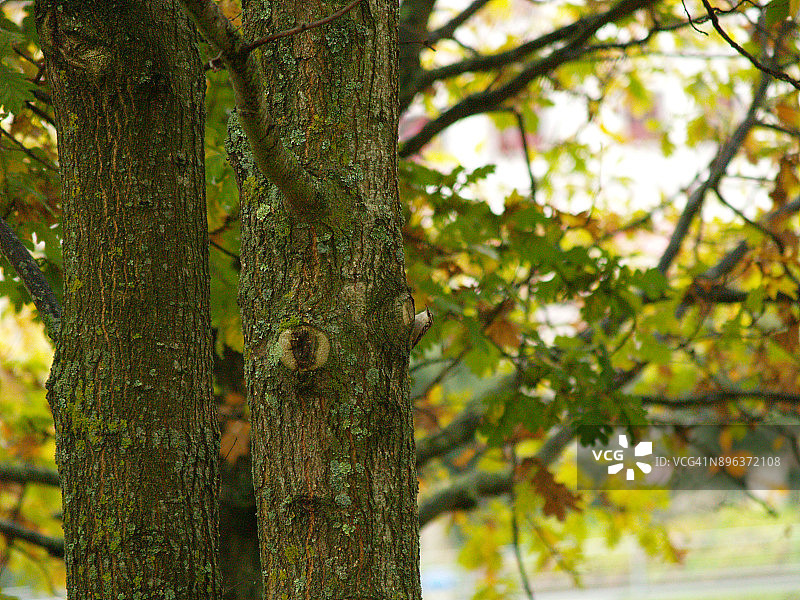 自然：短趾旋木雀（Certhia brachydactyla）图片素材