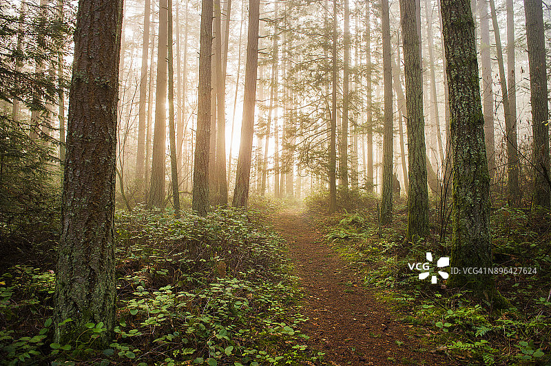 雾蒙蒙的太平洋西北部森林图片素材