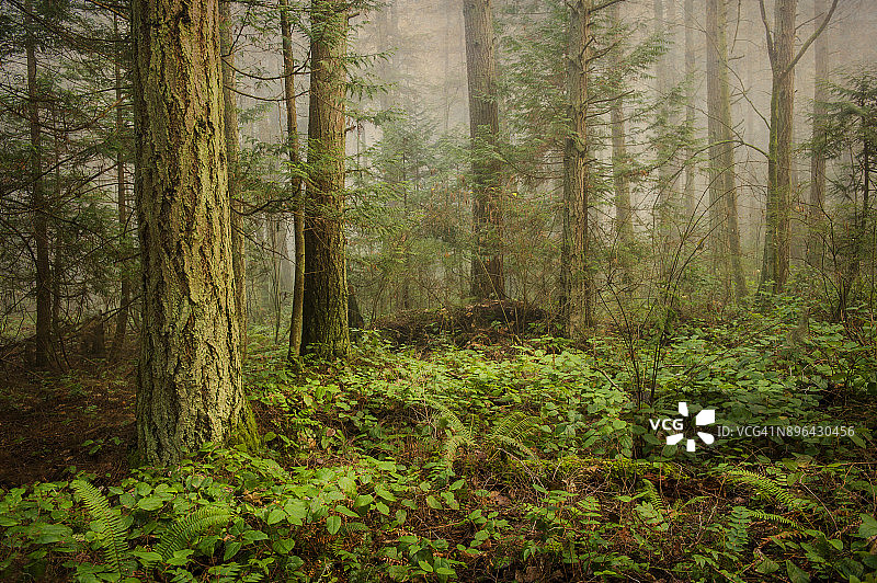 雾蒙蒙的太平洋西北部森林图片素材