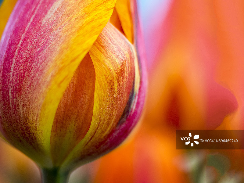 郁金香微距特写图片素材