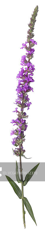 23610360图片素材