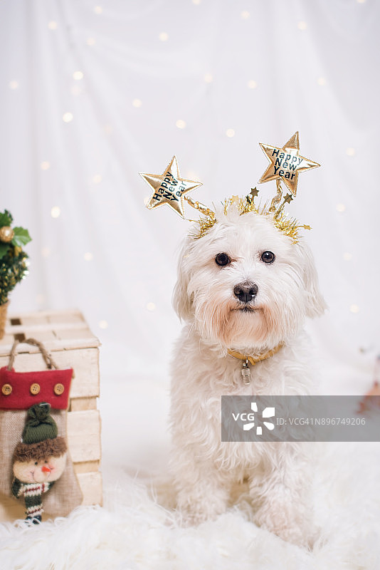 宠物圣诞节图片素材