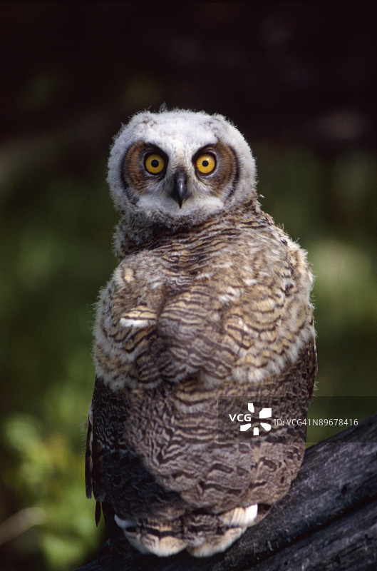 猫头鹰图片素材