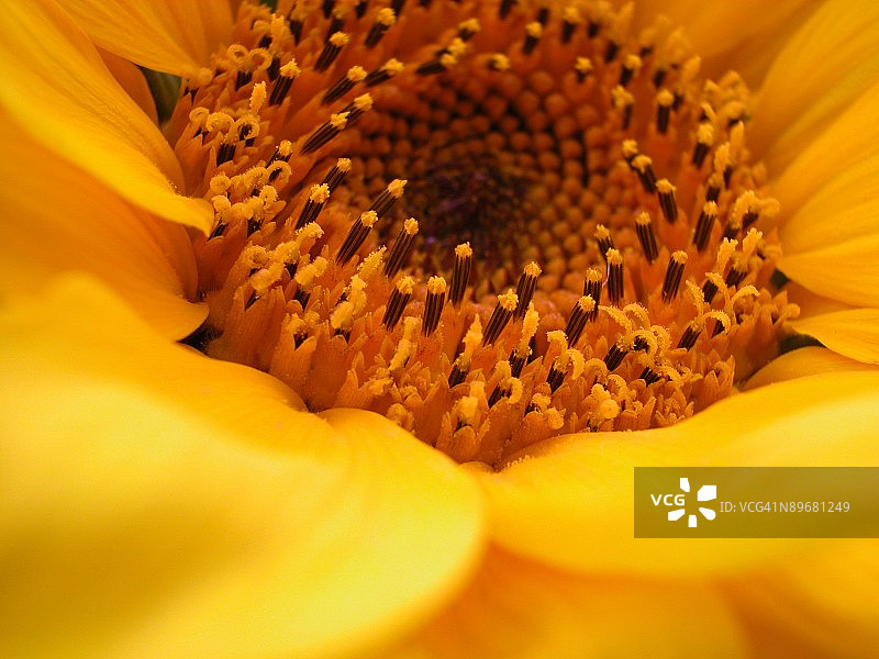 花朵中心特写图片素材