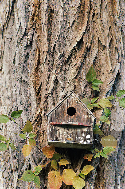 树干上的鸟舍图片素材