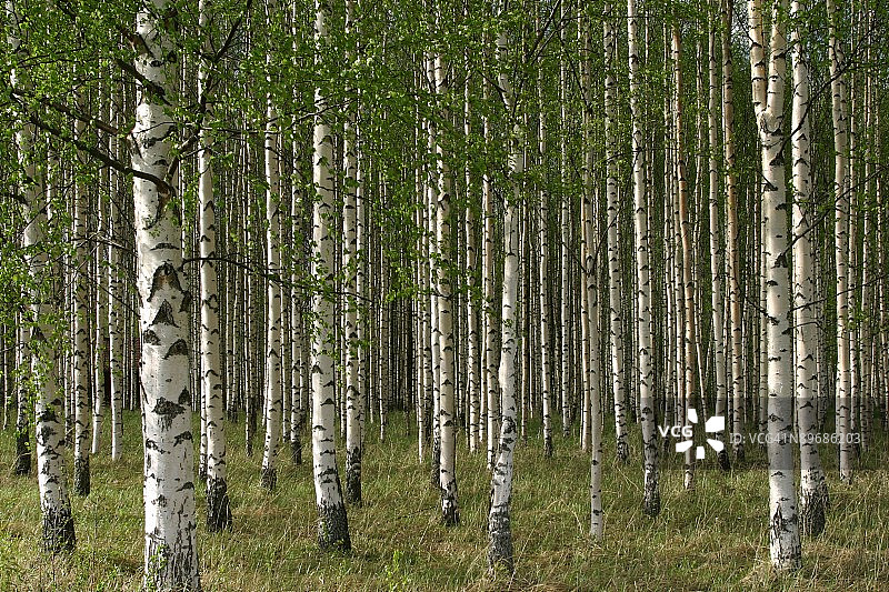 芬兰森林中的桦树图片素材