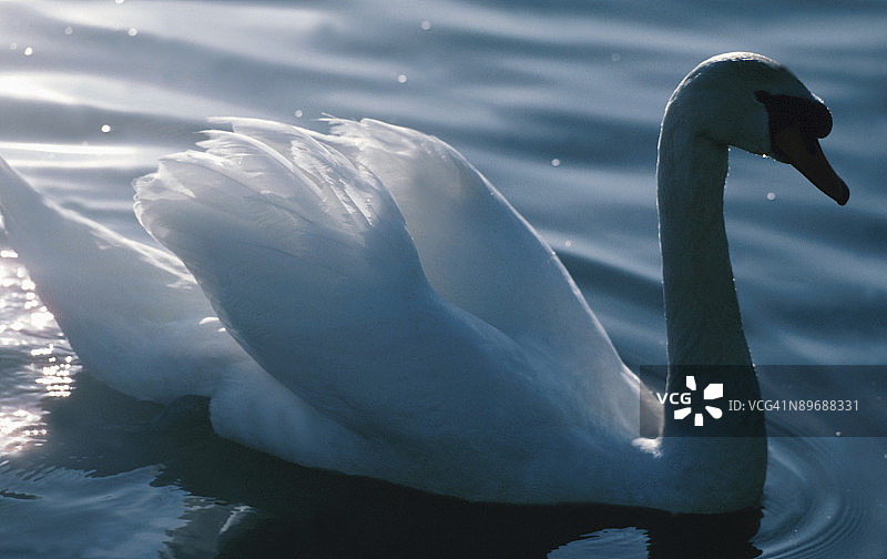 公园水域中的疣鼻天鹅图片素材