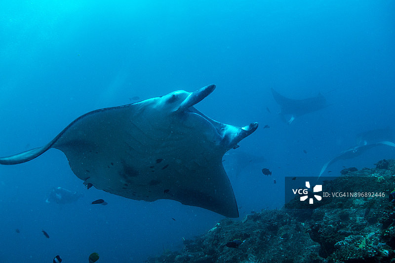 印度洋中的蝠鲼 - 马尔代夫，马累环礁图片素材