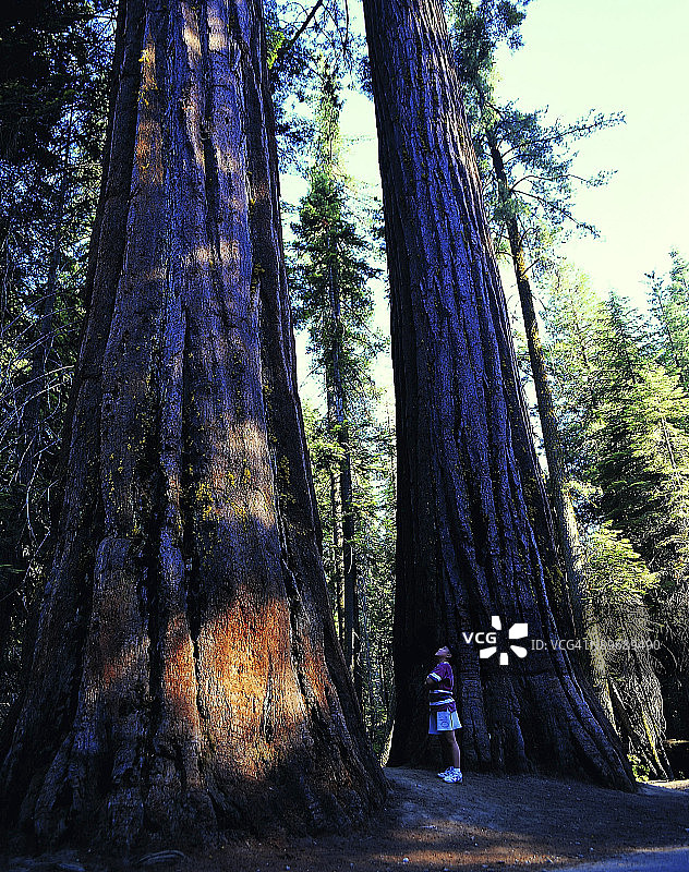 站在巨树旁的女孩图片素材