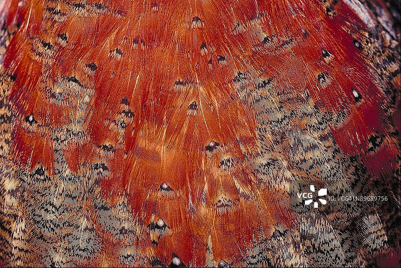 23899717图片素材