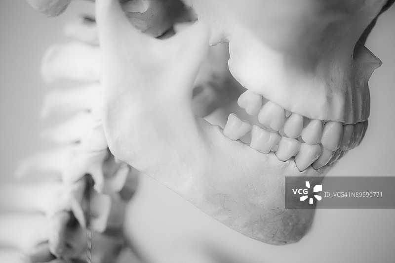 颌骨和椎骨图片素材