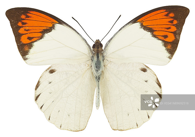 23599129图片素材