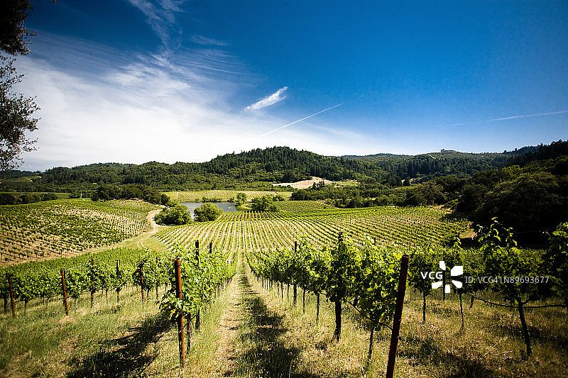加利福尼亚索诺玛谷的葡萄园图片素材