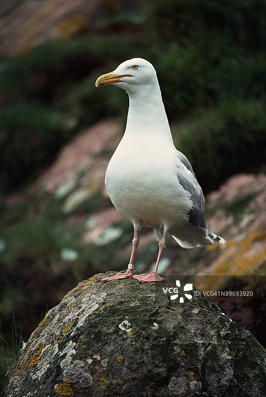 海鸥栖息在岩石顶部的照片图片素材