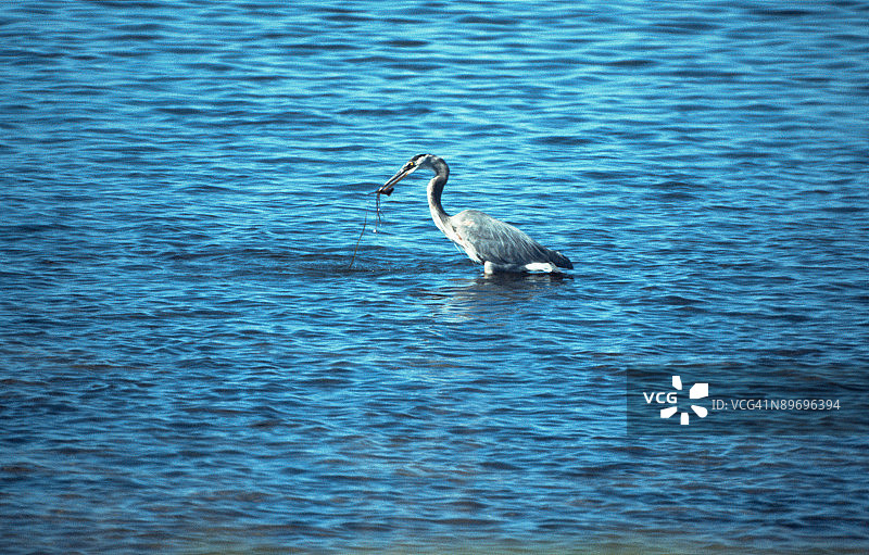 在海中捕食的大蓝鹭图片素材