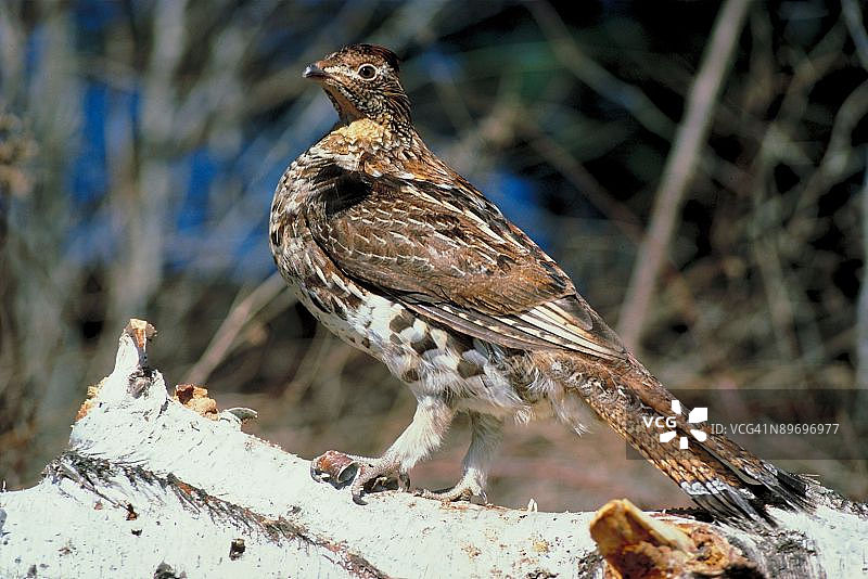 23893853图片素材