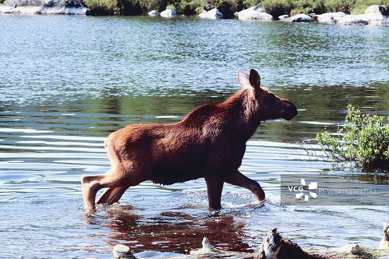 小驼鹿过河图片素材